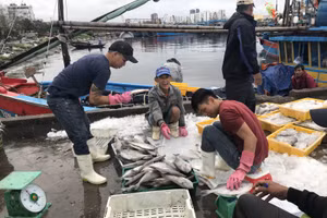 Người dân thu mua cá ở cảng cá Thọ Quang. Ảnh tư liệu. 