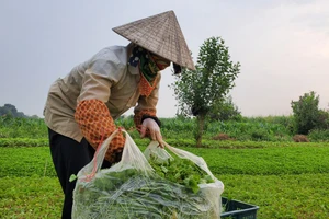 Nông dân còng lưng làm hàng tấn rau má nhập cho doanh nghiệp nhưng lại có nguy cơ bị 'bùng'. (Ảnh: NT).