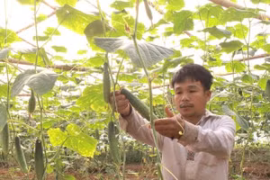 Anh Học là người đầu tiên đưa mô hình nông sản sạch về bản. (Ảnh: NT).