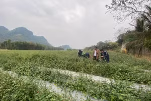 Mô hình trồng cây dược liệu tại một số huyện miền núi Thanh Hoá đang cho hiệu quả kinh tế cao. (Ảnh: NT).