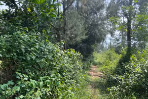 Đường dẫn vào khu đất vườn lâm nghiệp hiện đã biến thành đất ở và đất trồng cây lâu năm của hộ ông Nguyễn Đăng Thành. (Ảnh: NT)