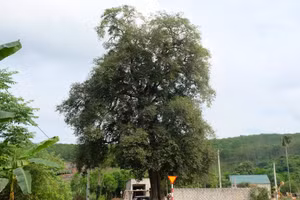 Cây thị 300 năm tuổi được công nhận là cây di sản.