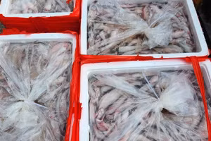 Cơ quan chức năng tạm giữ 3.200 kg cá khoai không rõ nguồn gốc xuất xứ. (Ảnh: BTH).