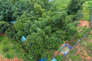 Quây tôn kín để thực hiện việc khai thác vàng. (Ảnh: NT)