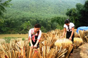Nghề khai thác nan thanh từ nứa, vầu đã đem lại nguồn thu nhập ổn định cho người dân ở xã Trung Hạ, huyện Quan Sơn.