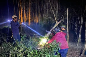 Chủ tịch Cà Mau chỉ đạo làm rõ nguyên nhân vụ cháy rừng ở Nông trường 402