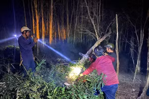 Chủ tịch Cà Mau chỉ đạo làm rõ nguyên nhân vụ cháy rừng ở Nông trường 402