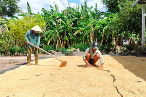 Hơn 12.000ha lúa vụ Đông Xuân ở Cà Mau đối mặt nguy cơ hạn hán vì thiếu nước