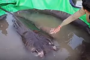 Con cá đuối bắt được ở Campuchia.