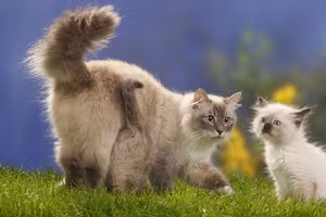 Những con mèo từ Nga sẽ bị áp lệnh trừng phạt của FIFe.