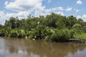 Cảnh quan tại Vườn quốc gia Tanjung Puting, Trung tâm Kalimantan, Borneo, Indonesia. 