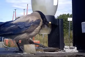 Quạ được huấn luyện nhặt mẩu thuốc lá ở Thụy Điển.