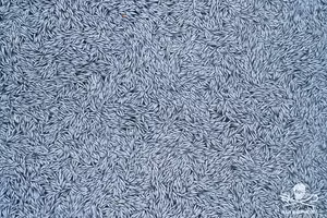 Cá chết bao phủ diện tịch 3.000 mét vuông.