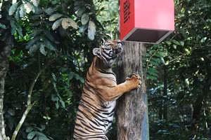Hổ Mã Lai ở vườn thú Mandai của SIngapore.