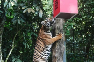 Hổ Mã Lai ở vườn thú Mandai của SIngapore.