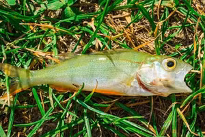 Những con cá theo mưa rơi xuống từ trên trời.