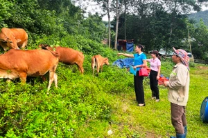 Đàn bò của gia đình bà Cao Thị Tân, xã Trung Xuân, huyện Quan Sơn. (Ảnh: NHCC)