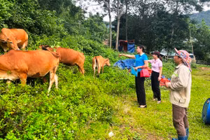Đàn bò của gia đình bà Cao Thị Tân, xã Trung Xuân, huyện Quan Sơn. (Ảnh: NHCC)