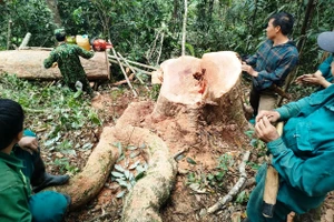 Nhóm người chặt hạ trái phép gỗ rừng ở huyện Mường Lát bị lực lượng Đồn Biên phòng Pù Nhi phát hiện, bắt quả tang. (Ảnh: Đồn Biên phòng Pù Nhi cung cấp)