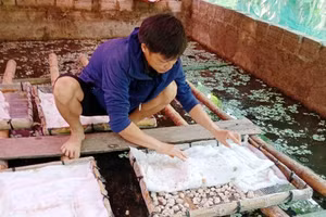 Anh Lương Văn Quynh, bản Cạn, xã Bát Mọt (Thường Xuân, Thanh Hóa) đang chăm sóc ốc nhồi giống ở trong ao của gia đình. (Ảnh: V.Th) 