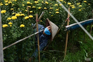 Người dân Tây Tựu hàng ngày đang phải nhìn những bông hoa của mình tàn dần trên những ruộng hoa do không có đầu ra cho hoa tươi.