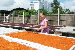 Nghề làm muối ớt ở Tây Ninh trở thành di sản văn hóa phi vật thể quốc gia- ảnh minh họa.