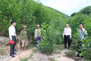 Tạo động lực cho hộ nghèo vượt qua khó khăn.