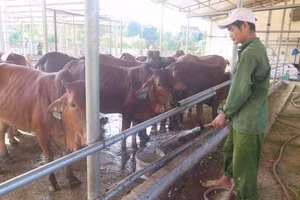 Quan tâm chăm lo đời sống đồng bào các dân tộc thiểu số.