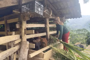 Huyện miền núi đa dạng giải pháp giảm nghèo bền vững.