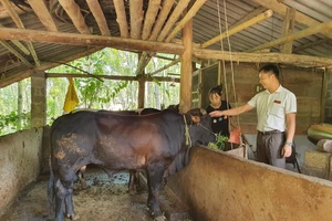 Đẩy nhanh quá trình giảm nghèo vùng đồng bào dân tộc thiểu số