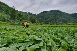 Đẩy mạnh triển khai các chương trình về công tác giảm nghèo.