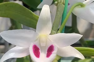 Lan đột biến gen được thổi giá lên đến hàng tỉ đồng