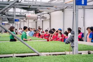 Tại nông trường WinEco Tam Đảo, từng khu vực trồng rau được bao bọc bởi nhà kính, nhà màng hiện đại, được chăm sóc bằng hệ thống tưới tự động và phun sương để giữ ẩm.