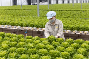 Xà lách lolo trồng tại nông trường công nghệ cao WinEco