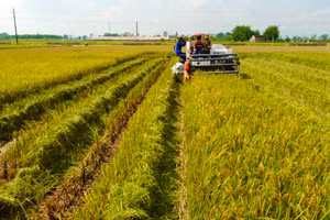 VietinBank triển khai nhiều chương trình ưu đãi cho vay thu mua, kinh doanh thóc, gạo (Ảnh: TTXVN)