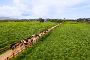 100% diện tích trồng trọt của Vinamilk được canh tác theo phương pháp hữu cơ và vận dụng vòng tuần hoàn đất.