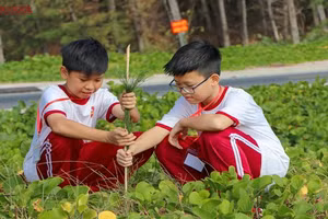 Các học sinh tại trường iSchool Trà Vinh tham gia trồng 700 cây phi lao tại vùng biển Ba Động. Ảnh: iSchool Trà Vinh.