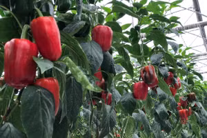 Ớt chuông tại nông trường WinEco
