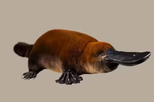 Hình minh họa của một nghệ sĩ về hình dạng của Patagorhynchus pascuali.