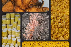 Sản phẩm tinh bột nghệ từ đầu vào đến đầu ra của Nguyễn Ngọc Hanh.