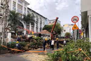 Thai phụ bị rách thận, vỡ gan trong vụ cây bật gốc ở TPHCM