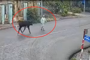 Bò tuột dây húc văng cụ bà 78 tuổi ở huyện Củ Chi