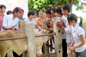 Học viên ngành chăn nuôi thực hành trên gia súc