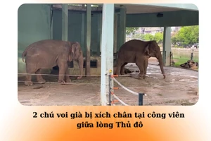 Hai con voi già bị xích chân trong công viên ở Hà Nội