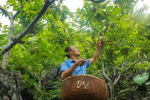 Na Chi Lăng vào mùa 