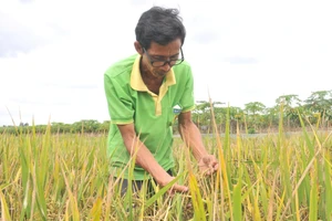 "Nhà khoa học chân đất" Hoa Sĩ Hiền dành cả đời nghiên cứu, lai tạo giống lúa.