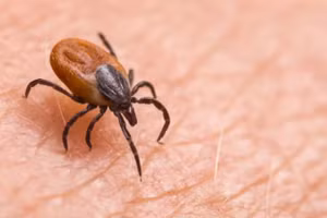 Bọ ve có thể xâm nhập đến Trung Tây nước Mỹ