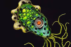 Naegleria fowleri rất nhạy cảm với clo. Ảnh minh họa.