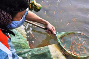 Bây giờ, người dân Tứ Kỳ còn “nuôi” được rươi.