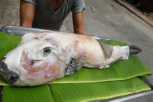 Bên ngoài cá mặt thỏ nhìn khá kỳ dị.